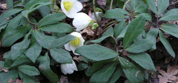 Ulkona kasvava jouluruusu, jossa pari valkoista kukkaa.