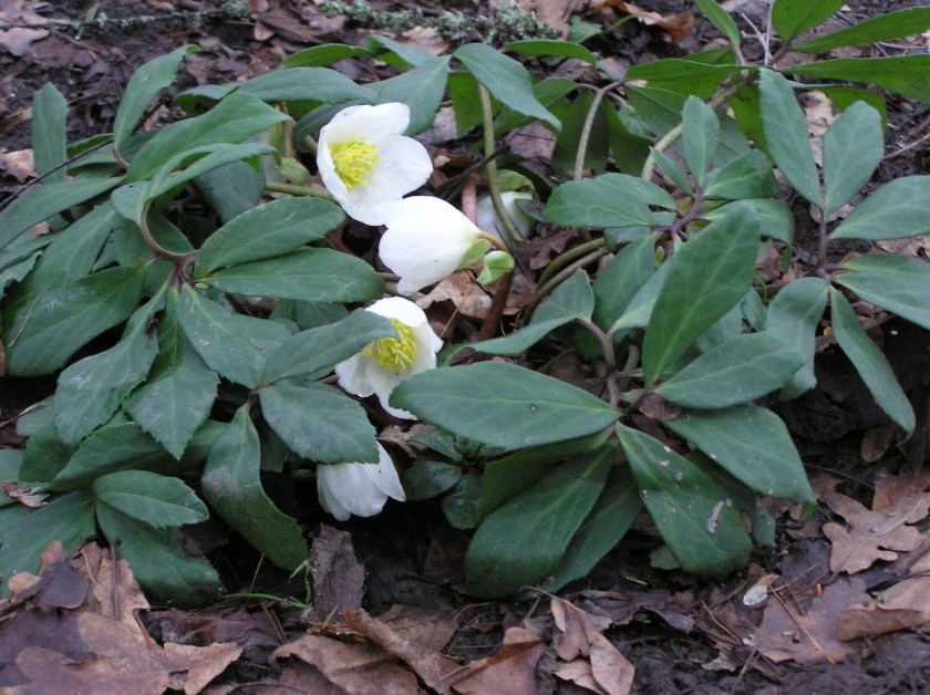 Ulkona kasvava jouluruusu, jossa pari valkoista kukkaa.