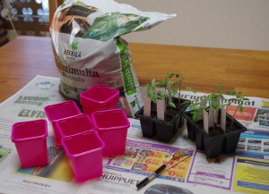 Tomaattien koulintaa