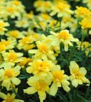 Samettiruusu alumia vanilla cream