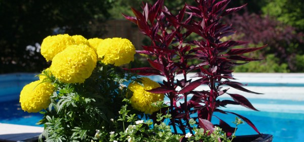 Keltainen samettiruusu ja tumma tuntematon kukka