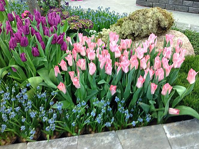 Vaalenpunaisia tulppaaneja