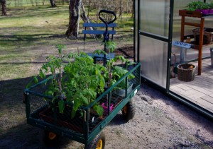 Taimien kuljetuskärryt