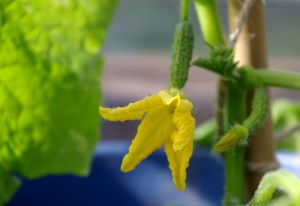 Kurkun kukka ja pikkuinen kurkun alku