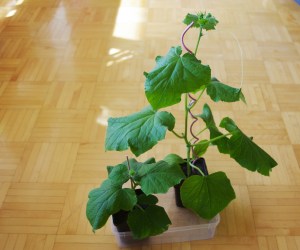 Kaksi eri kokoista kurkun tainta