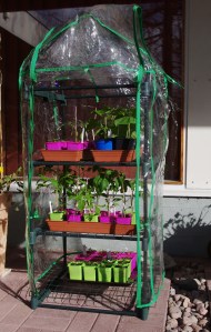 Taimet minikasvihuoneessa tottumassa ulkoilmaan