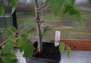 Varkaita tomaatintaimessa