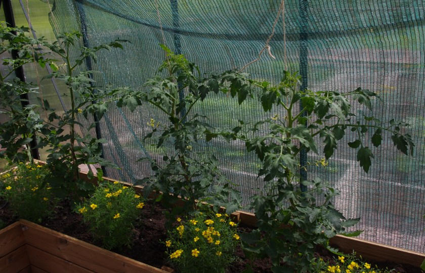 Tomaatit ja samettiruusut kasvavat sopivat hyvin samaan kasvihuoneeseen.