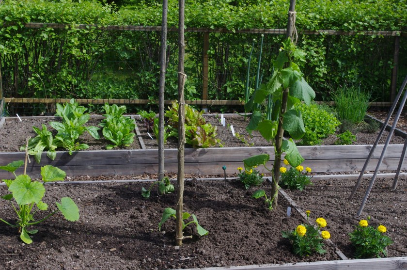 Salaatit, kurkut, kesäkurpitsa ja samettiruusut viheriöivät kasvimaalla
