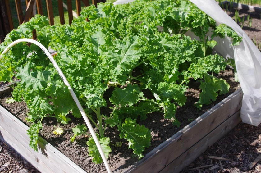 Vihreä lehtikaali on iso ja syötävissä