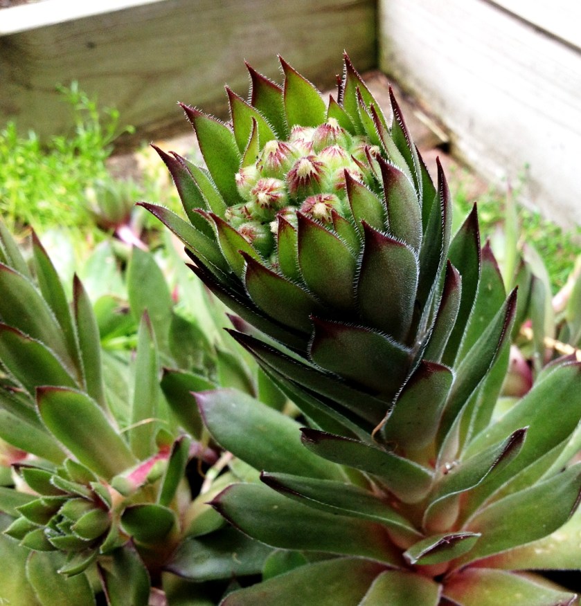 Mehikasvin kukkavarsi