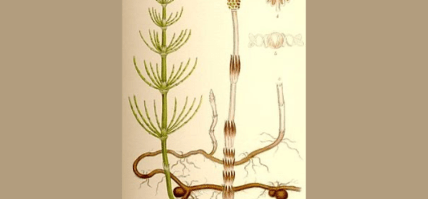 Vanha opetustaulu peltokortteesta.