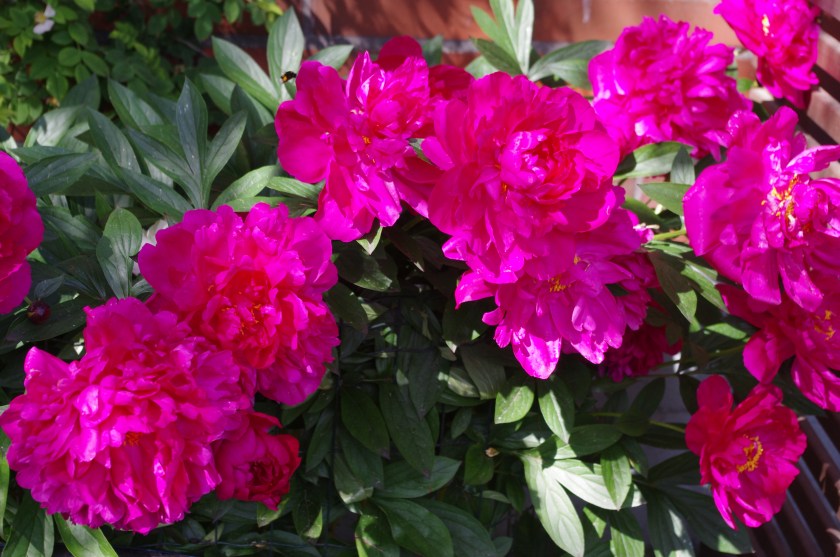 Punaiset pionit kukkivat