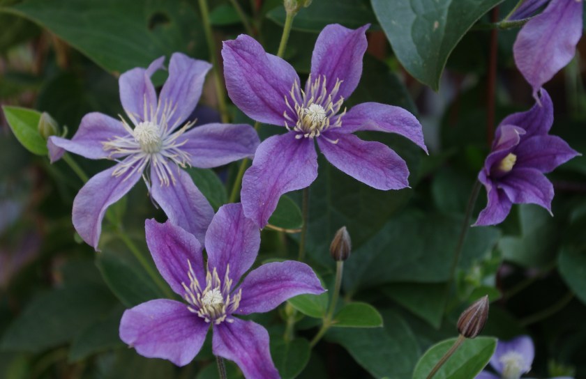 Arabella-kärhön sinisiä kukkia