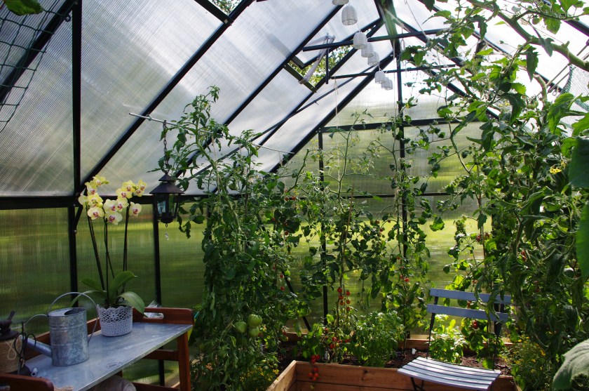 Kasvihuoneessa kasvaa tomaatteja. Pöydällä kukkii vaalea orkidea.