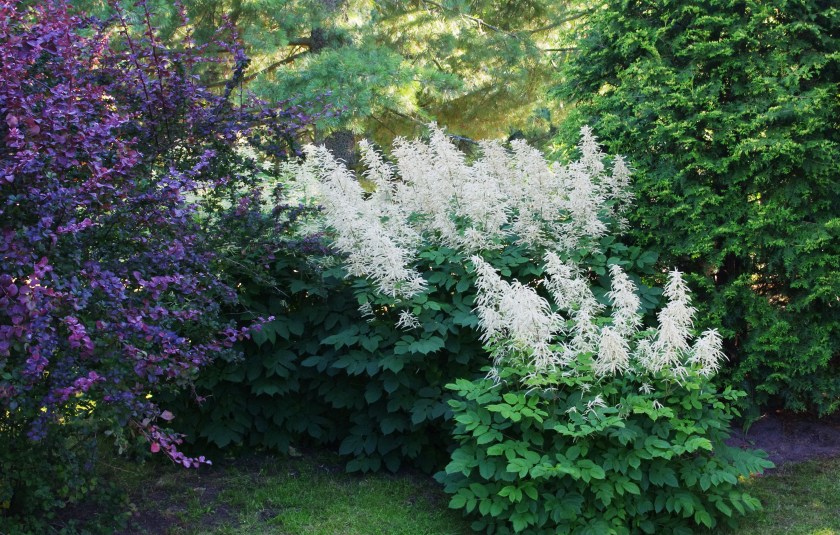 Töyhtöanervon valkoiset kukkaröyhyt ja punalehtinen hurmehappomarja ovat kauniit yhdessä