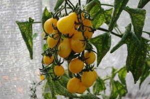 Keltainen Ildi-tomaatti