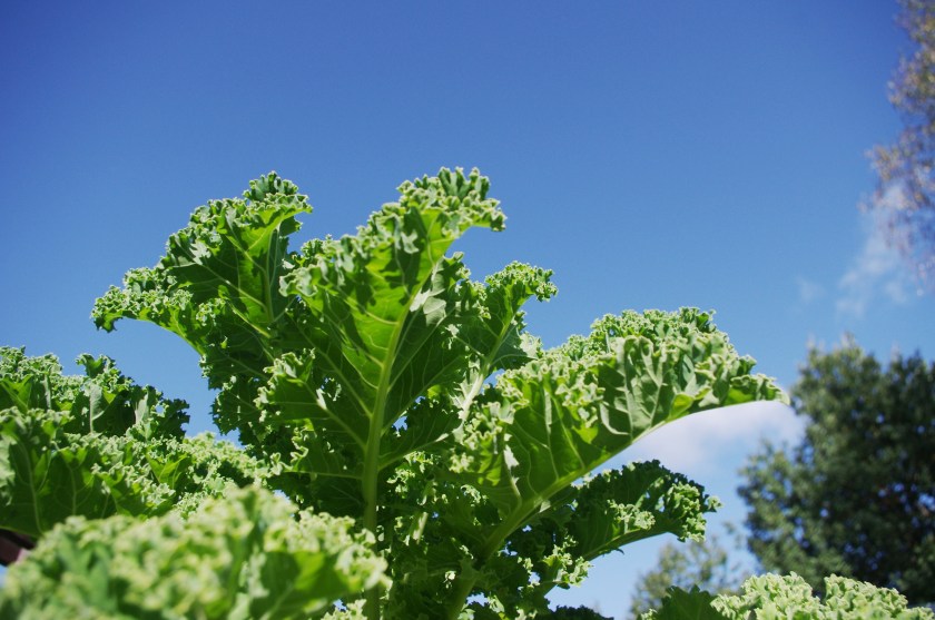 Isoja lehtikaalin lehtiä sinistä taivasta vasten