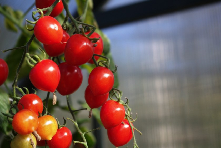 Punaiset kirsikkatomaatit