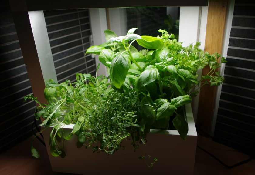 Yrttejä kasvamassa keittiössä Herbie-sisäpuutarhassa