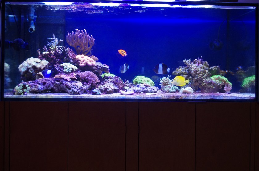 Koralleja ja kaloja merivesiakvaariossa