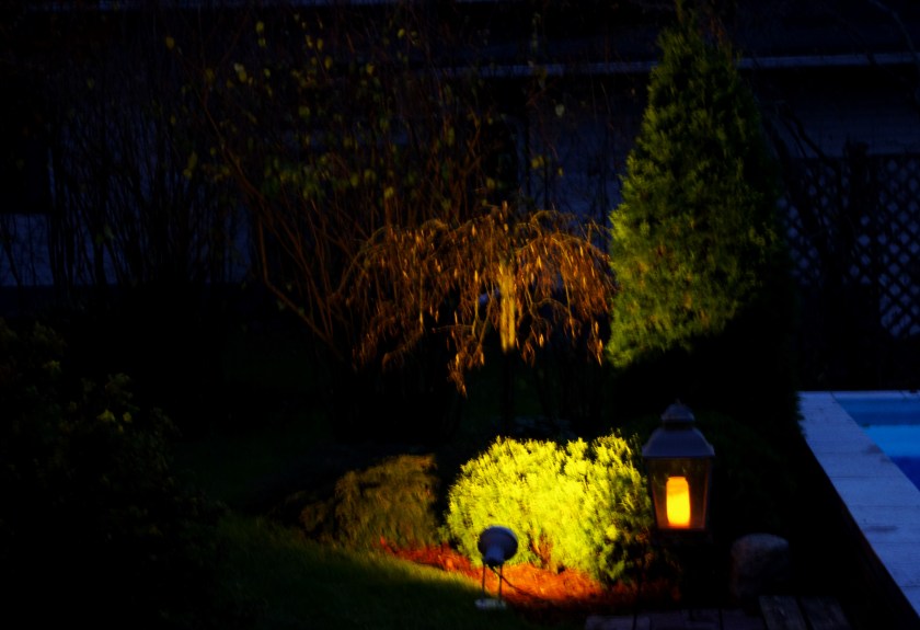 Kohdevaloilla valaistuja havuja ja riippapuu.