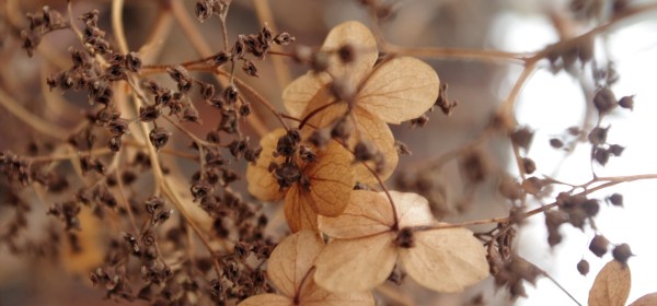 Köynnöshortensian kuivunut kukinto.