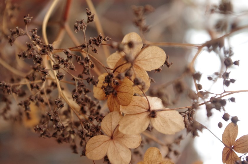 Köynnöshortensian kuivunut kukinto.