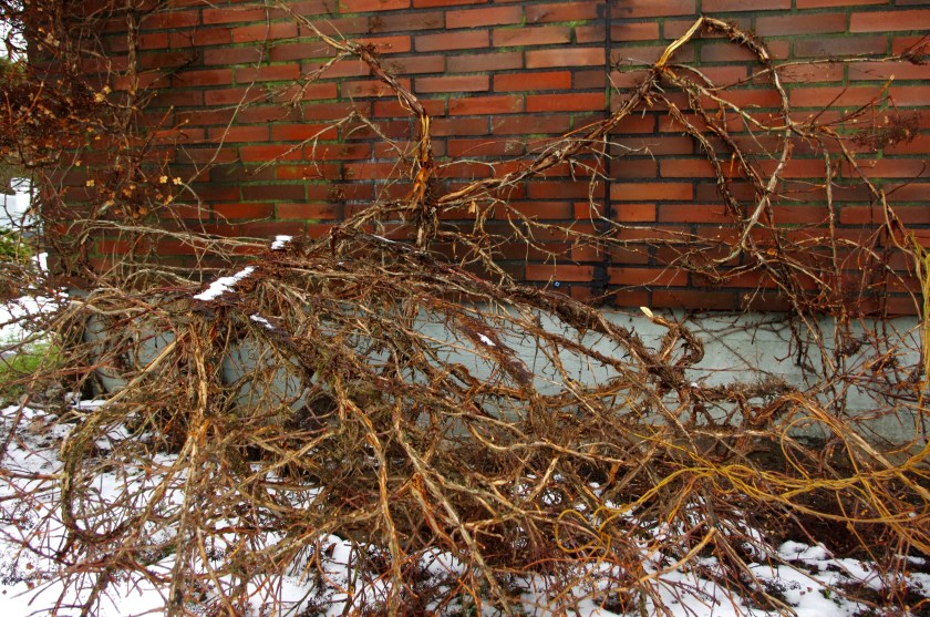 Seinältä alas romahtanut köynnöshortensia.