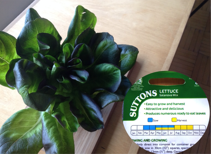 Siemenpussi, missä salaatin siemeniä.