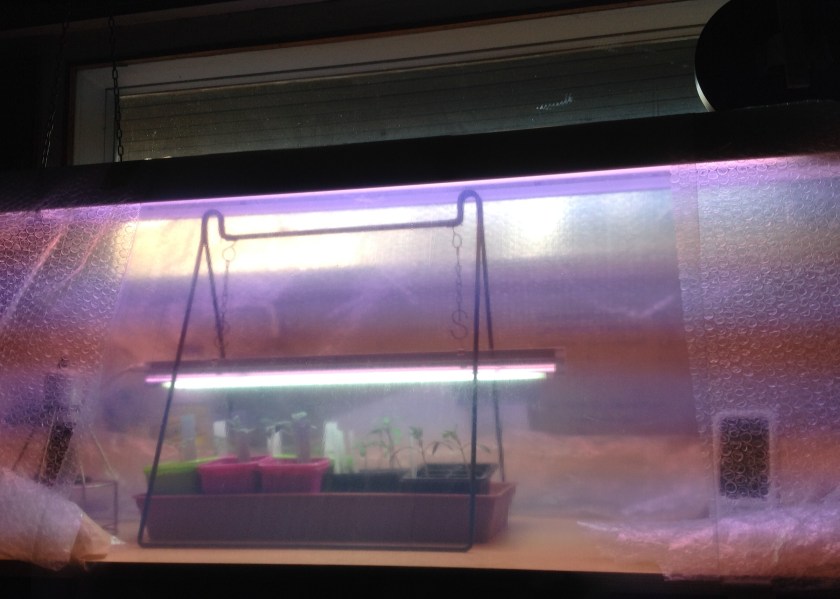 Loisteputkirungon ympärille kyhätty muovisuoja taimille.