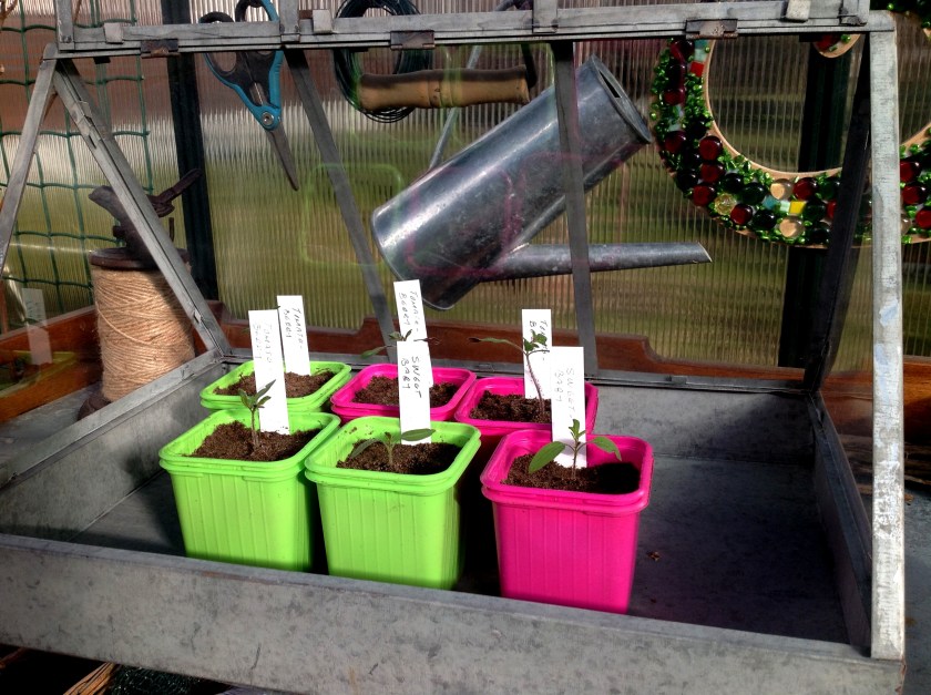 Pienet tomaatintaimet.