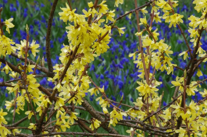 Keltainen onnenpensas hehkuu sinisiä skilloja vasten.