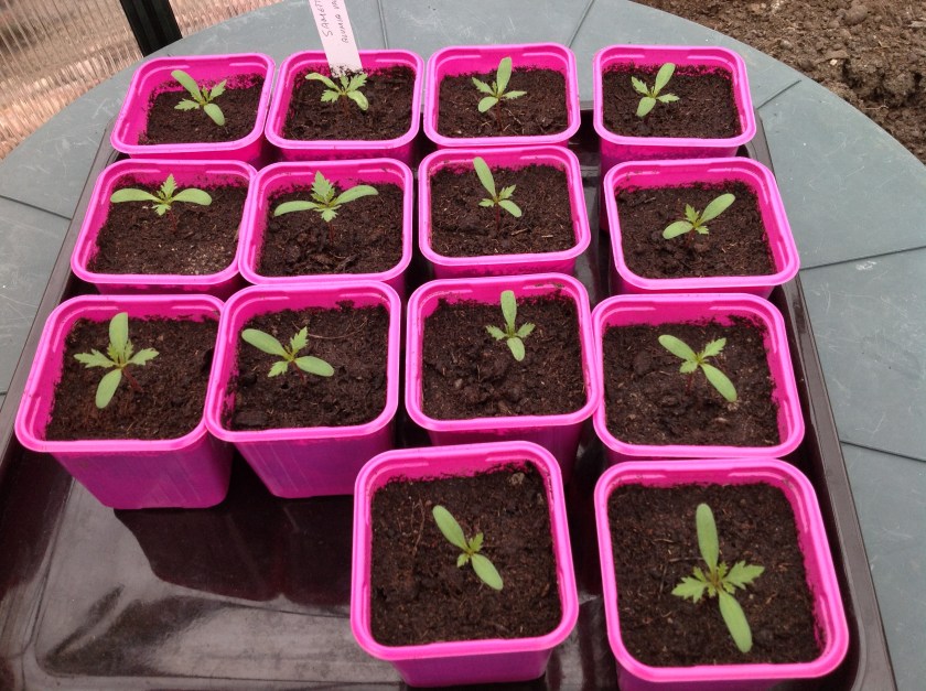 Koulitut samettiruusun taimet omissa pinkeissä ruukuissaan.