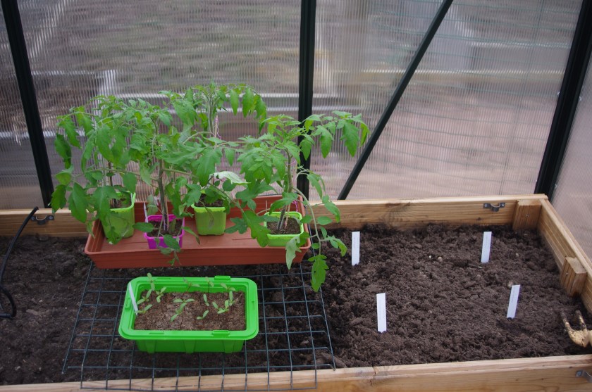 Tomaatin ja samettiruusun taimet kasvihuoneessa