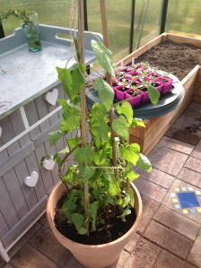 Köynnöspinaatti saviruukussa