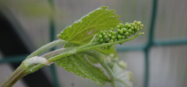 Pikkuruiset rypäleen alut viiniköynnöksessä.