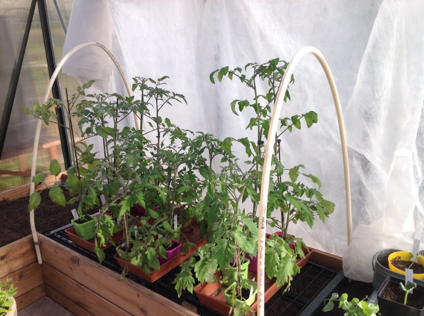 Tomaatintarimien hallaharsosuuojaus