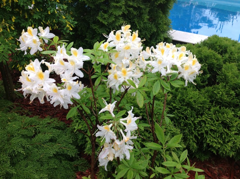 Valkoinen atsalea puutarhassa