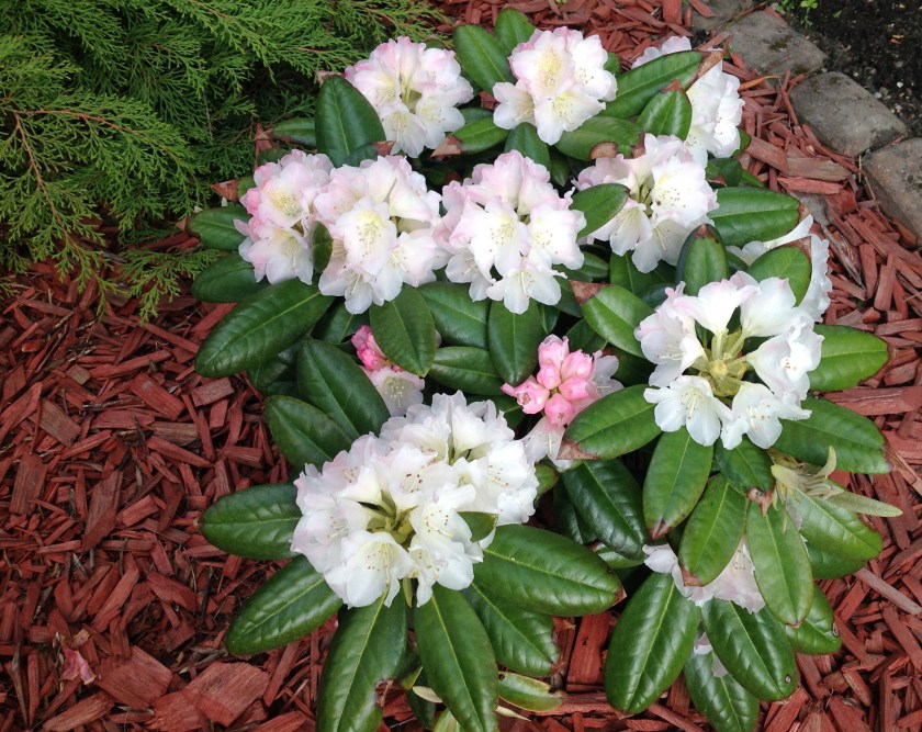 Valkoinen alppiruusu