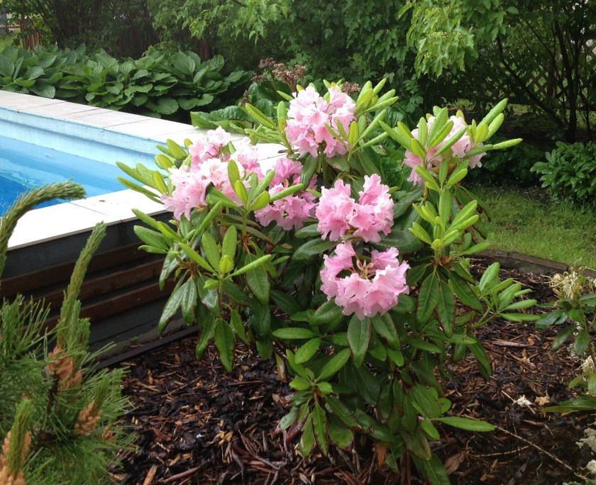 Vaaleeanpunainen alppiruusu