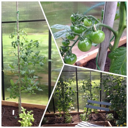 Tomaatintaimia ennen ja jälkeen lehtien karsimisen. Hedelmän alut ovat vihreitä.