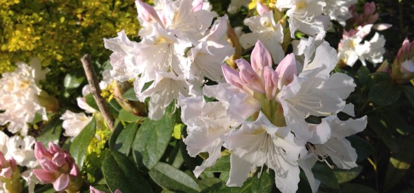 Iso valkoinen alppiruusu