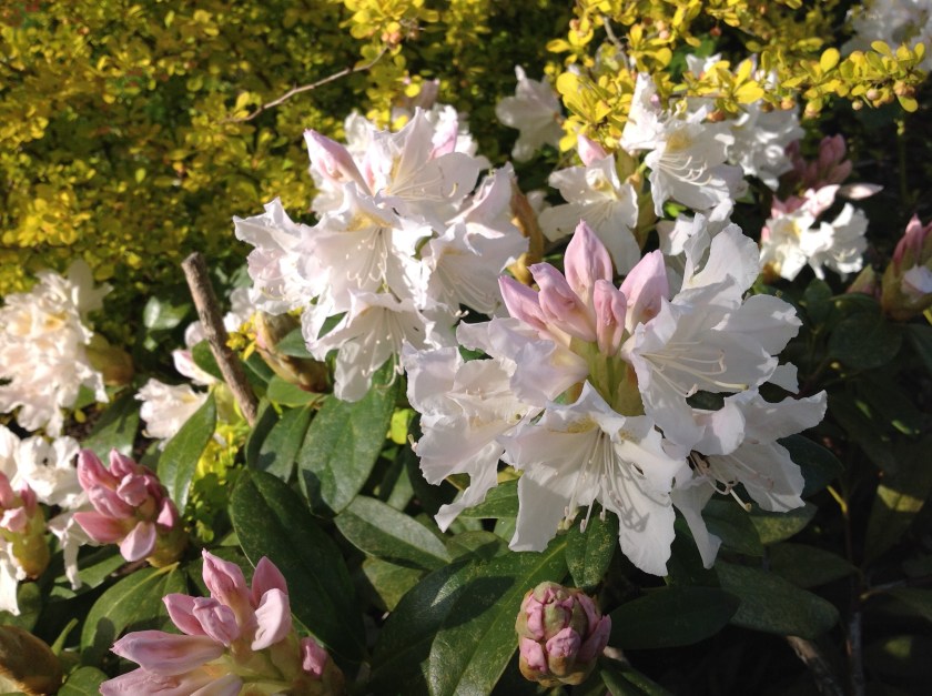 Iso valkoinen alppiruusu