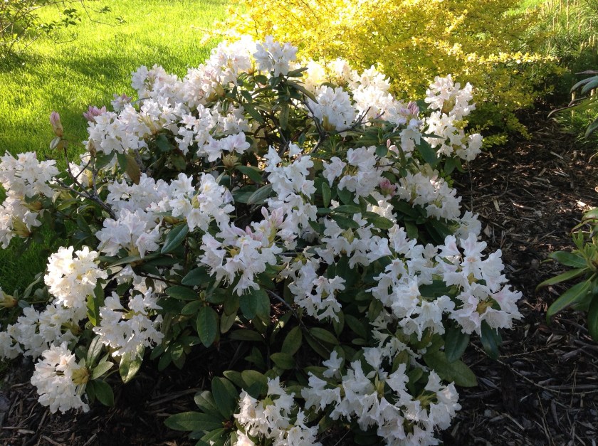 Valkoinen iso alppiruusu