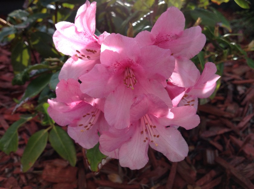 Vaaleanpunainen alppiruusu