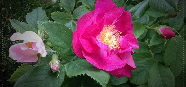 Kaksi vaalenpunaista ruusunpensaan kukkaa.