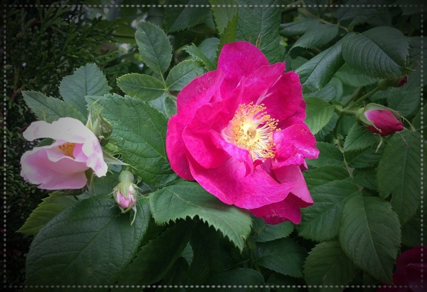 Kaksi vaalenpunaista ruusunpensaan kukkaa.