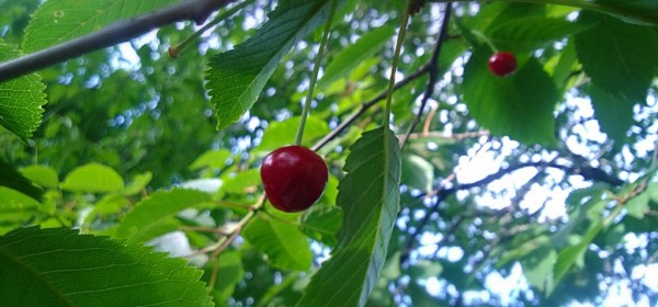 Yksinäinen kirsikka puussa.