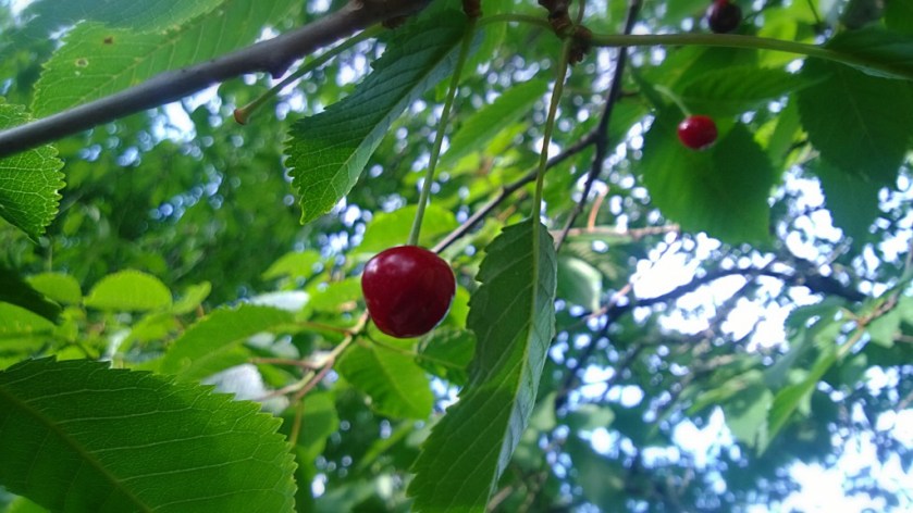 Yksinäinen kirsikka puussa.